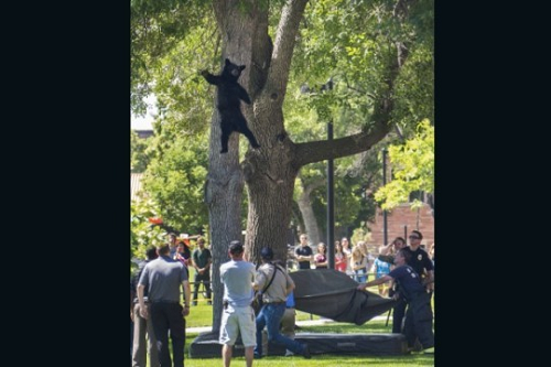 colorado-bear-waving.png
