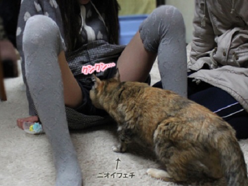 【勃起注意】ミニスカの女子小学生がM字開脚で股の匂いを嗅がれるwwww（※画像あり）